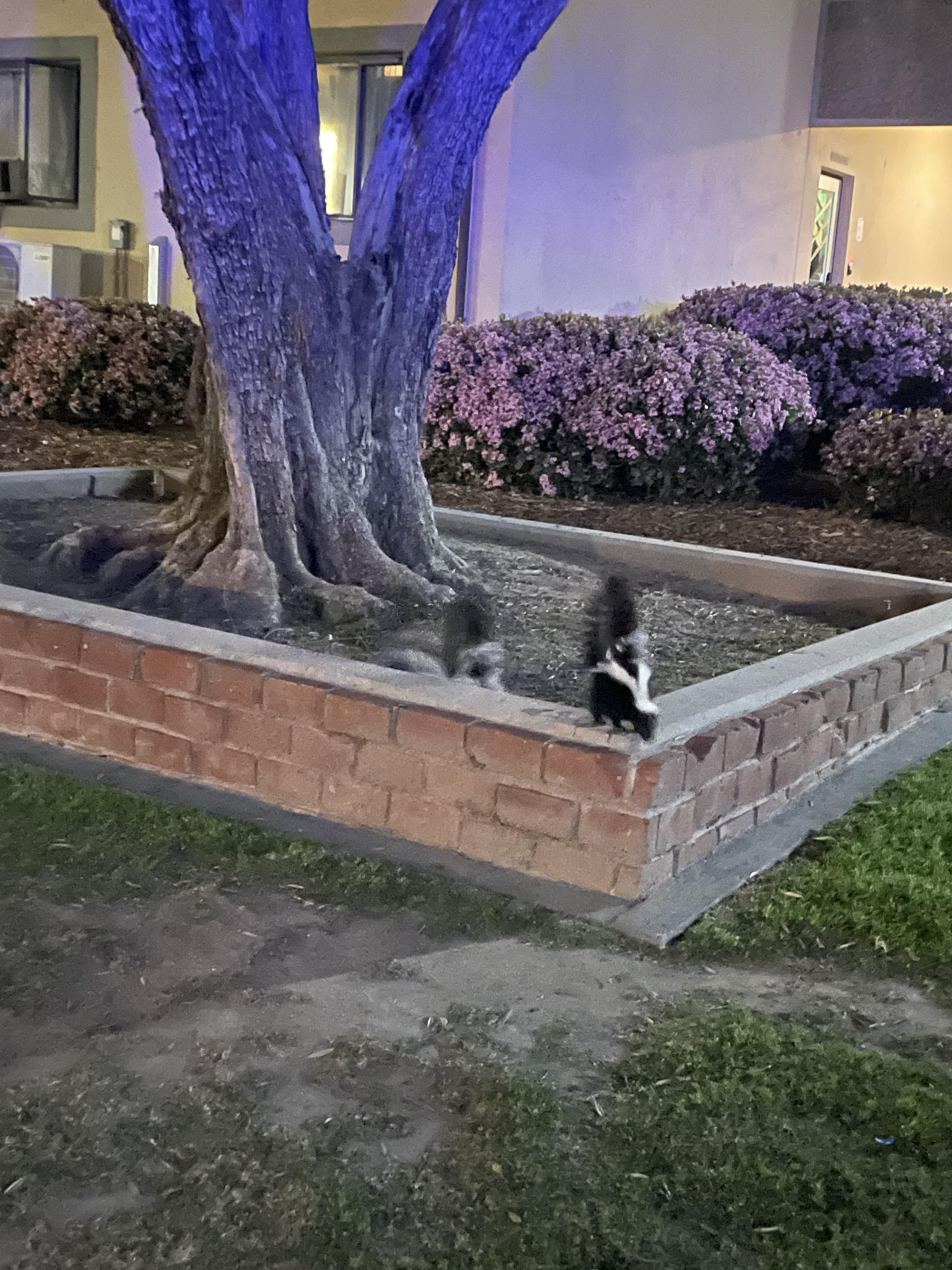 Photo of a single skunk standing near a tree.