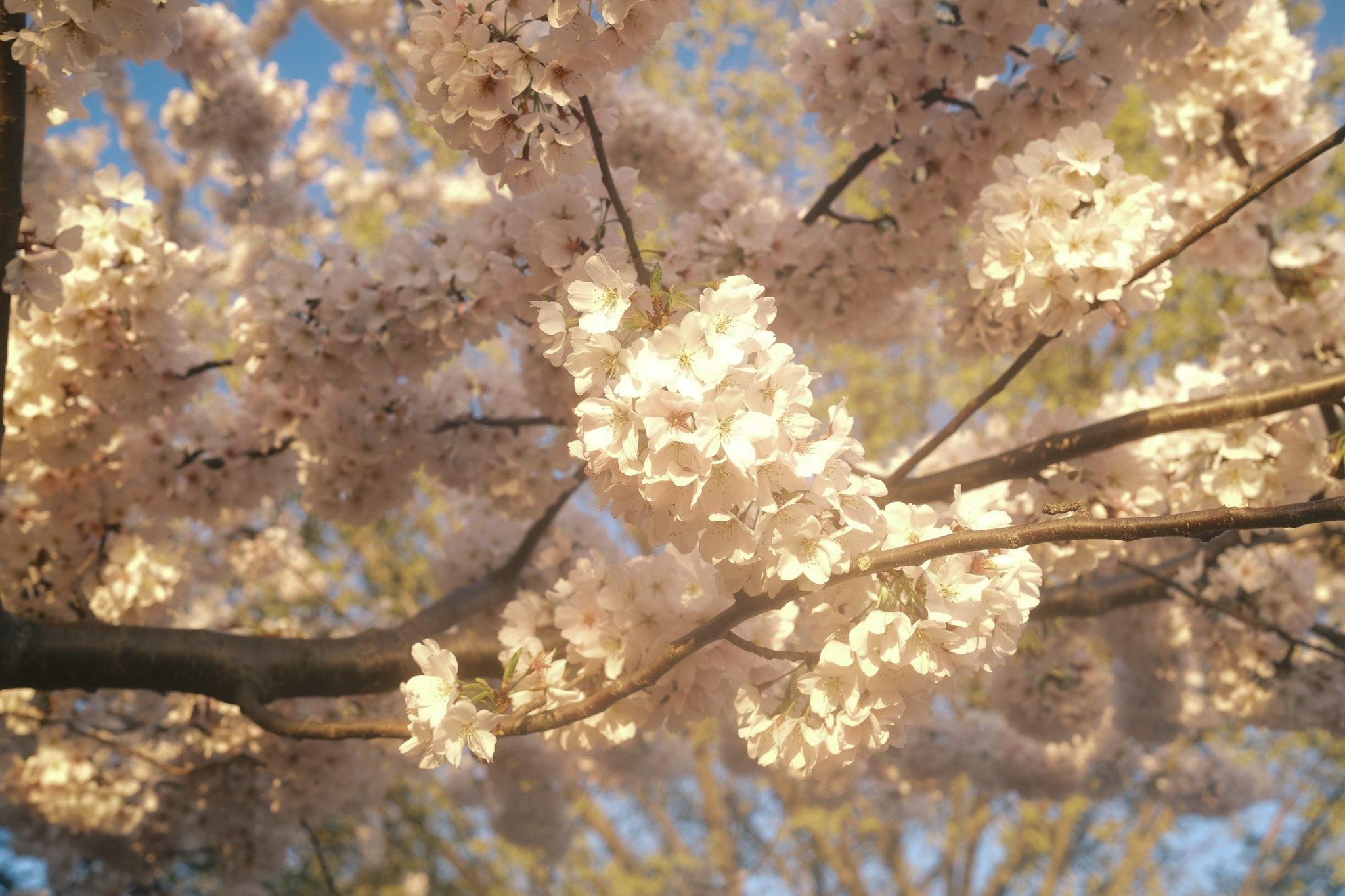 Cherry Blossoms