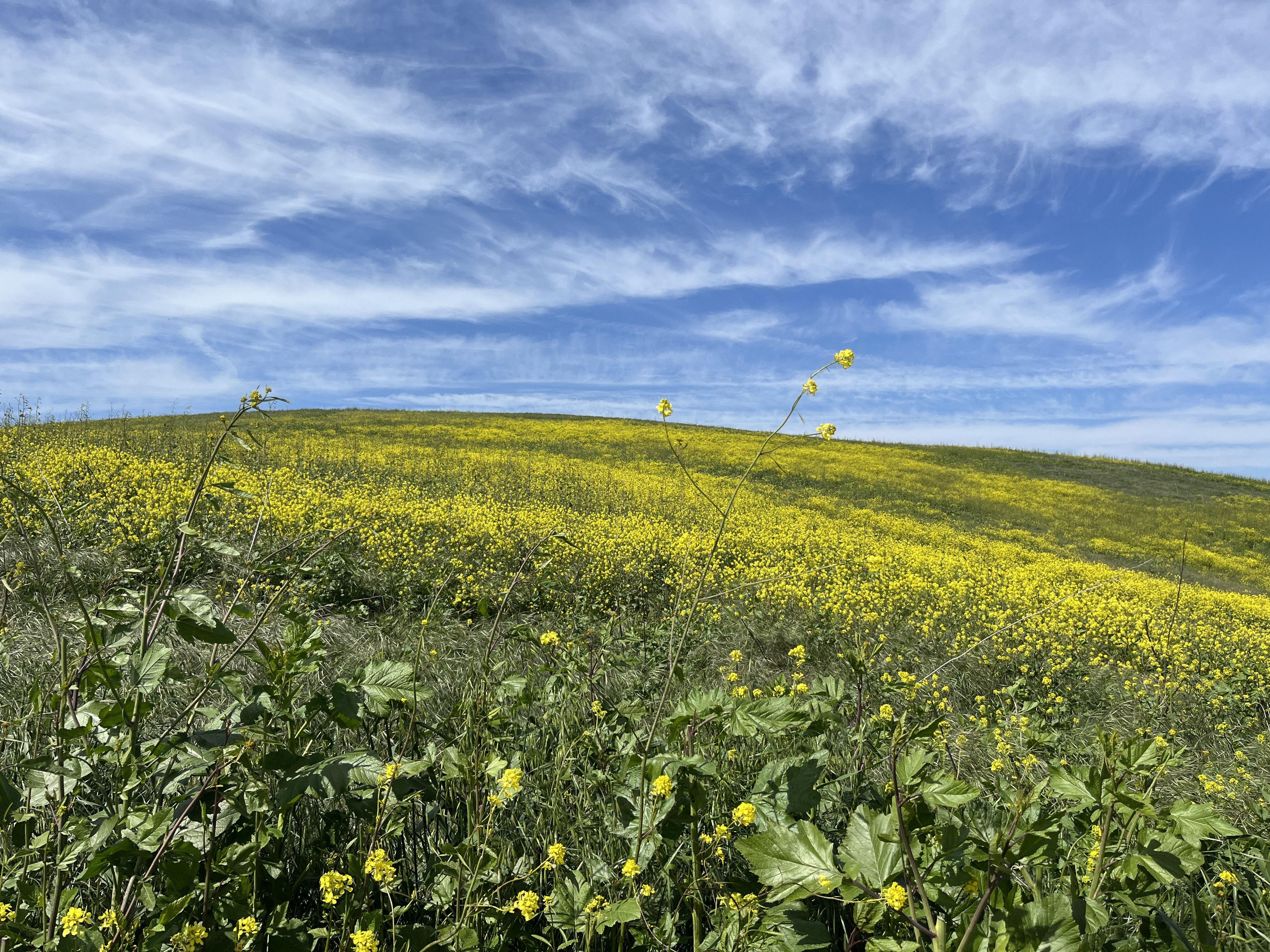 California Superbloom