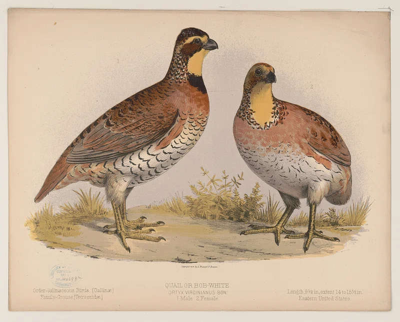 Query the Quails! (June 13, 2023)