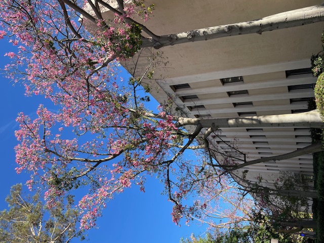 The Growing Legacy of Caltech's Trees: A Technological and Sustainable ...