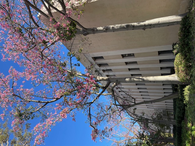 The Growing Legacy of Caltech's Trees: A Technological and Sustainable Environmental Revolution.