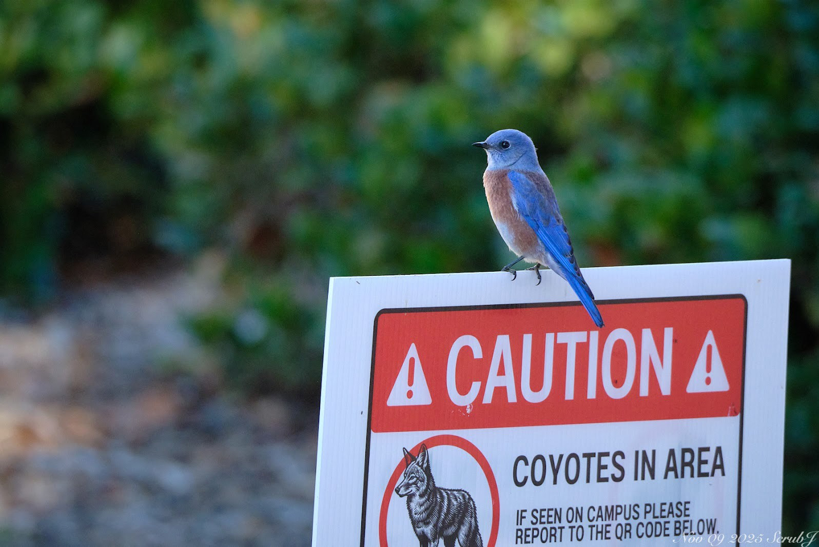 Caltech Wildlife: Sunday Birding with Pasadena Audubon Society
