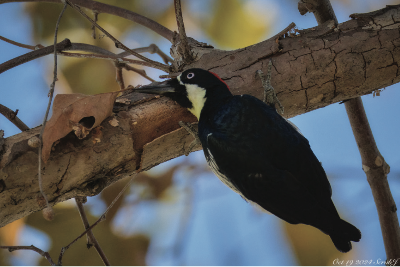 A woodpecker on a branch