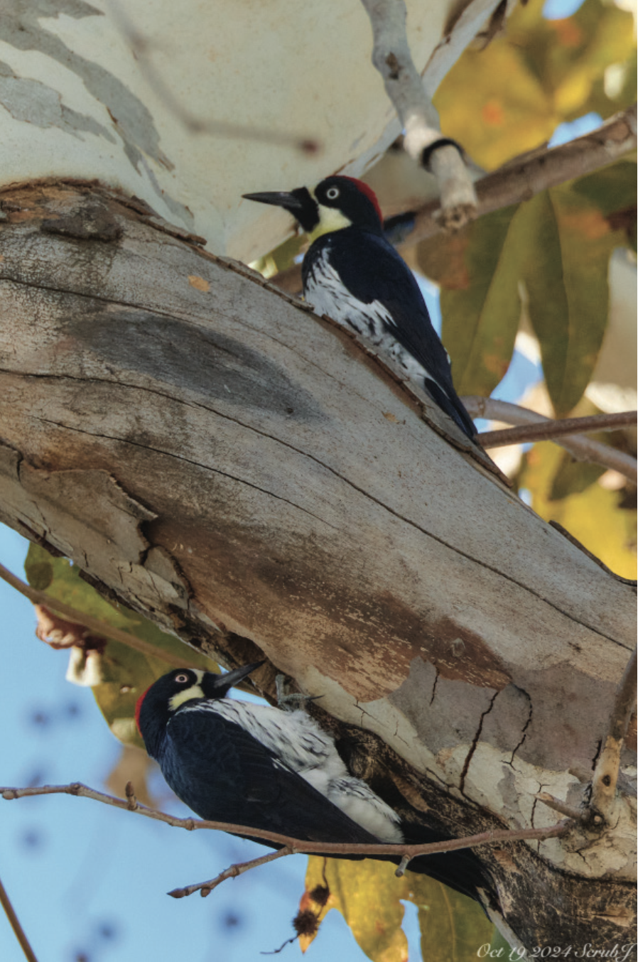 Two woodpeckers pecking at opposite sides of a branch