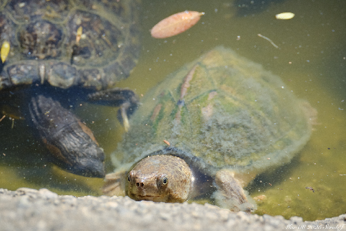 Caltech Wildlife: A Welcome Guide