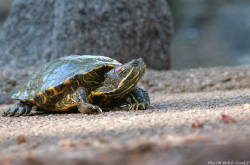 Caltech Wildlife: Turtles and the Turtle Club