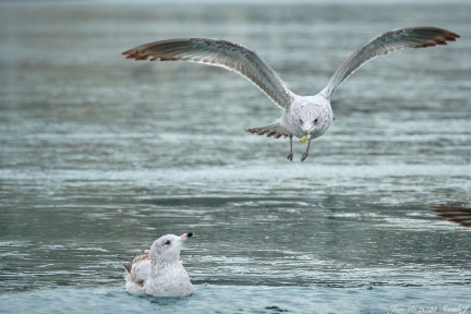 As We Scatter to the Winds