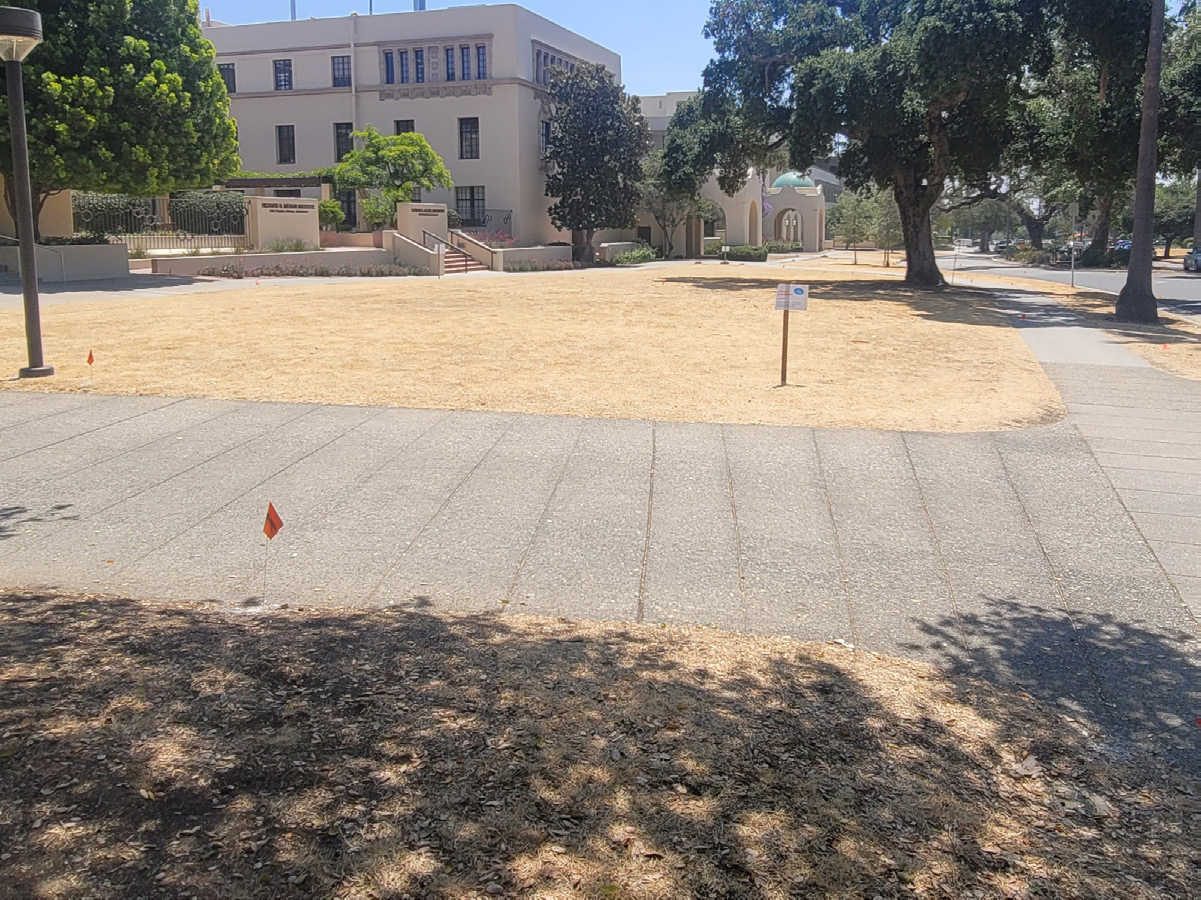 What’s With the Dead Grass on South Wilson?